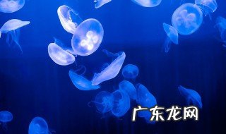 水母怎么找吃的 水母怎么觅食