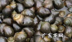 煮熟的福寿螺可以吃吗 福寿螺可以吃吗