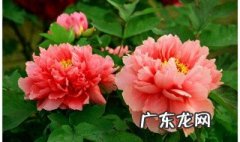 牡丹花适合在什么环境生长 牡丹花适应什么环境