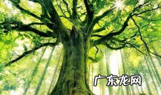 有关芒种的手抄报内容 芒种主题手抄报内容,芒种手抄报的字