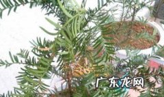 红豆杉怎么养长得快些 红豆杉怎么养长得快