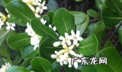 米兰用什么样的盆好看 米兰用什么样的盆好