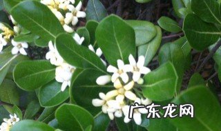 米兰用什么样的盆好看 米兰用什么样的盆好