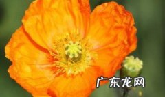 虞美人适合在什么土壤 虞美人适合在什么土壤种植