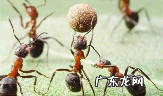 为什么下雨天会出现飞蚂蚁 为什么有时下雨天有会飞的蚂蚁