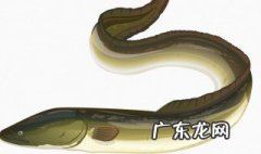 莲藕池能养鳝鱼吗 莲藕池能养鳝鱼吗