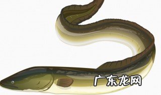 莲藕池能养鳝鱼吗 莲藕池能养鳝鱼吗