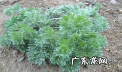 炒白蒿怎么做好吃 炒白蒿怎么做好吃窍门