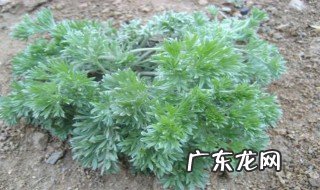 炒白蒿怎么做好吃 炒白蒿怎么做好吃窍门