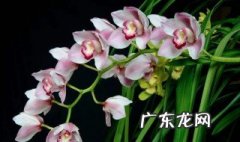 备孕期间家里不能放什么花草 备孕期间家里不能放什么花