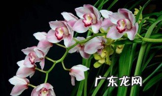 备孕期间家里不能放什么花草 备孕期间家里不能放什么花