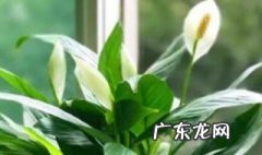 白掌在家里养好不好 白掌放家里养好吗