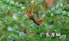 清香木花适合在室内养殖吗 清香木花适合在室内养殖吗