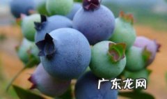 新鲜蓝莓可以放冰箱冷冻吗能放多久 新鲜蓝莓可以放冰箱冷冻吗