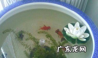 夏天怎样养金鱼才不容易死