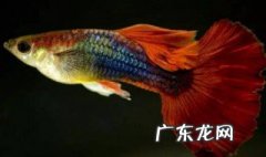 孔雀鱼怎么换水要把鱼捞出来吗 孔雀鱼怎么换水