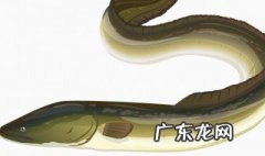 哺乳期吃鳝鱼的好处 哺乳期吃鳝鱼的好处与坏处