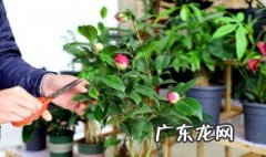 夫妻花的养殖方法 夫妻花养殖方法和浇水