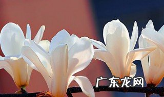 白玉兰的养护要点 白玉兰的养护要点有哪些