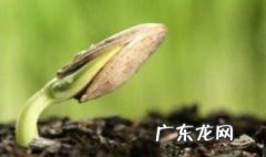 种子萌发的重要条件 种子萌发的主要条件