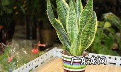 新买虎皮兰怎么种植 新买虎皮兰怎么种