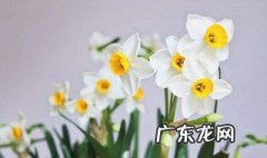 适合在室内养的花都有哪些花 适合在室内养的花都有哪些