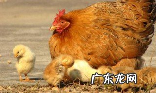 母鸡自己会下蛋还要公鸡干嘛 母鸡下蛋需要公鸡吗