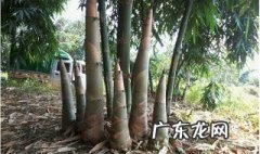 挖的新鲜笋怎么吃 才挖的新鲜的笋子如何吃