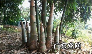 挖的新鲜笋怎么吃 才挖的新鲜的笋子如何吃