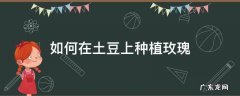 如何用土豆种植玫瑰 如何在土豆上种植玫瑰