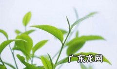 茶树适合在家里养吗 茶树适合在家里种植么