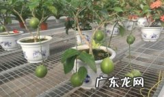 孕妇适合在家养什么植物 孕妇适合在家养什么植物最好