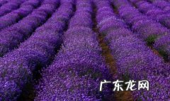 伊犁薰衣草最佳观赏时间 伊犁薰衣草几月份开
