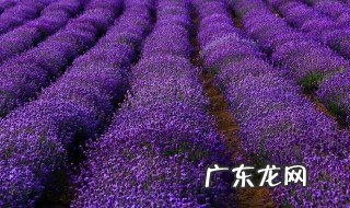 伊犁薰衣草最佳观赏时间 伊犁薰衣草几月份开