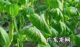 黄瓜叶发蔫怎么回事图片 黄瓜叶发蔫怎么回事