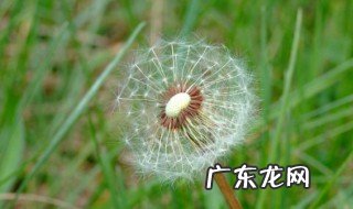 车前草和蒲公英是一种草吗 车前草和蒲公英哪个去火好