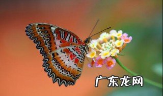 蝴蝶备忘录怎么写30字 蝴蝶备忘录怎么写
