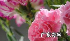 描写花的词语 描写花的成语