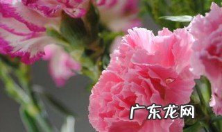 描写花的词语 描写花的成语