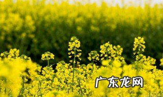 关于油菜花的唯美短句 关于油菜花的唯美短句抖音
