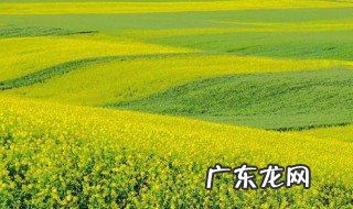 油菜花的描写优美诗句子 油菜花的描写
