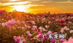 六月唯美句子 六月唯美句子说说