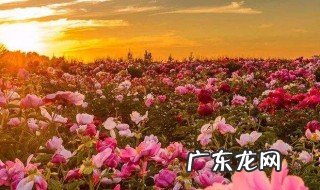 描写颜色的句子 描写颜色的句子优美短句20字