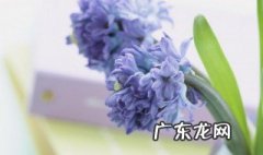 描写植物的现代诗歌 描写植物的现代诗歌超短
