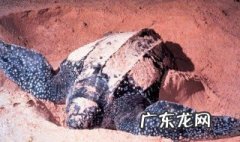 世界上体型最大的海龟是什么品种 世界上体型最大的海龟是什么