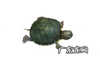 家养的乌龟什么时候结束冬眠 乌龟什么时候结束冬眠