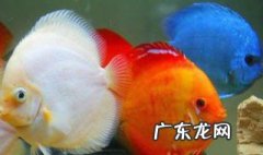 七彩鱼都在上面怎么回事 七彩鱼上下频繁游动怎么回事?