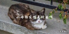什么是小母猫发情的表现？