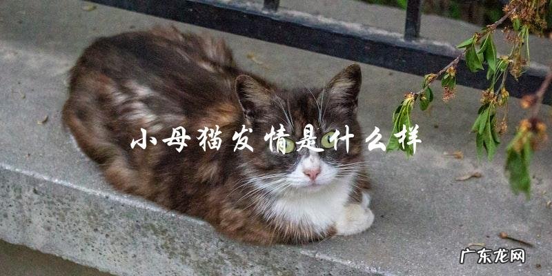 什么是小母猫发情的表现?