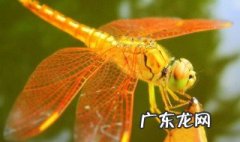 蜻蜓吃什么的 蜻蜓吃什么